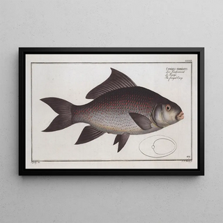 Marcus Elieser Bloch - Cymbrinus fimbriatus The fringed Carp.webp
