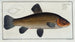 Marcus Elieser Blochin Cyprinus tinca, la tanche - Maalaus — näkymä teoksesta