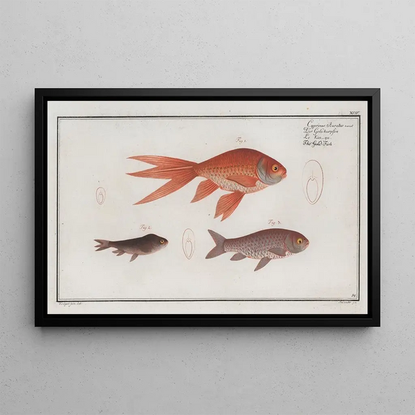 Cyprinus Auratus -maalaus var Le Poisson Rouge - Marcus Elieser Bloch — kehystetty taideteos seinällä