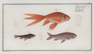 Marcus Elieser Bloch - Cyprinus Auratus var The GoldFish.webp