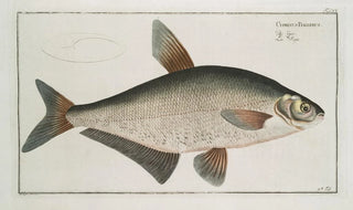 Marcus Elieser Bloch - Cyprinus Ballerus The BallerCarp.webp