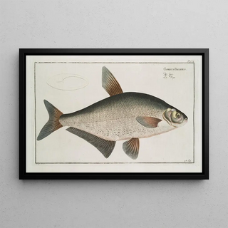 Marcus Elieser Bloch - Cyprinus Ballerus The BallerCarp.webp