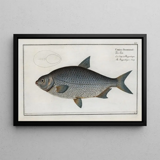 Marcus Elieser Bloch - Cyprinus Buggenhagii The BuggenhagensCarp.webp