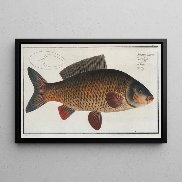 Cyprinus carpio Koi-kala - Marcus Elieser Bloch — kehystetty taideteos seinällä