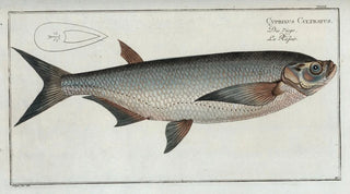 Marcus Elieser Bloch - Cyprinus Cultratus The KnifeCarp.webp