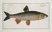 Cyprinus Dobula Le dobula - Marcus Elieser Bloch — näkymä teoksesta