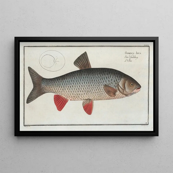 Marcus Elieser Bloch - Cyprinus Idus The IdusCarp.webp