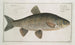 Cyprinus jeses Le chevesne - Marcus Elieser Bloch — näkymä teoksesta