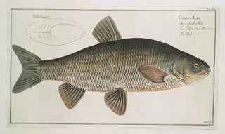 Marcus Elieser Bloch - Cyprinus Jeses The Chub.webp