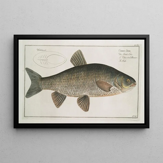 Marcus Elieser Bloch - Cyprinus Jeses The Chub.webp