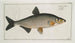 Cyprinus Vimba Le Vimba - Marcus Elieser Bloch — näkymä teoksesta