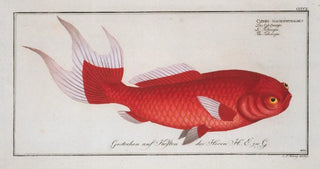 Marcus Elieser Bloch - Cyprinus macrophthalmus The Telescope.webp