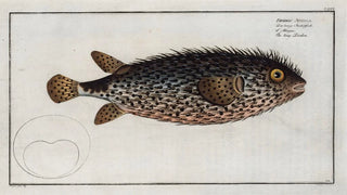 Marcus Elieser Bloch - Diodon Atinga The long Diodon.webp