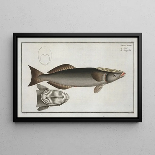 Marcus Elieser Bloch - Echeneis Remora The SuckingFish.webp