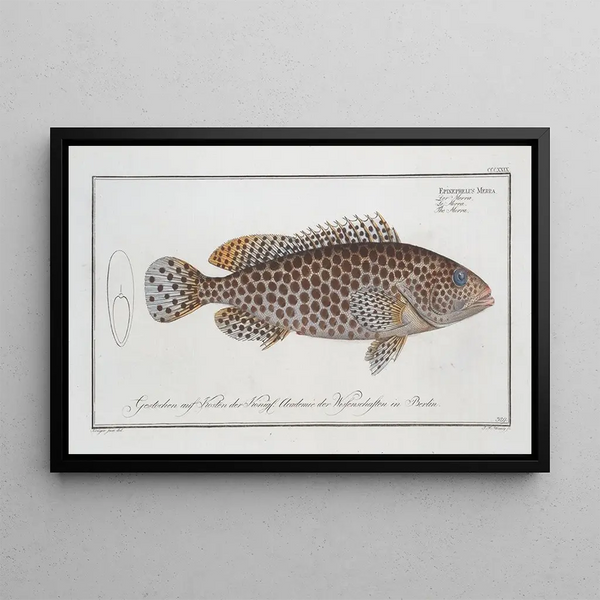 Epinephelus Merra Le Merra - Marcus Elieser Bloch — kehystetty taideteos seinällä