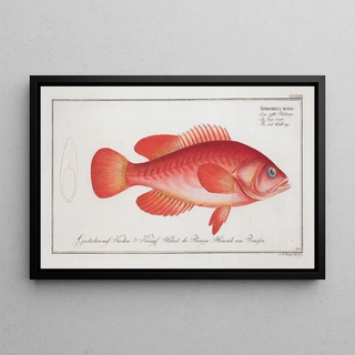 Marcus Elieser Bloch - Epinephelus ruber The red Walleye.webp
