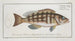 Epinephelus striatus Le doré rayé - Marcus Elieser Bloch — näkymä teoksesta