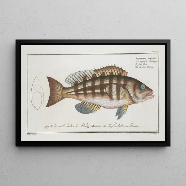 Epinephelus striatus Le doré rayé - Marcus Elieser Bloch — kehystetty taideteos seinällä