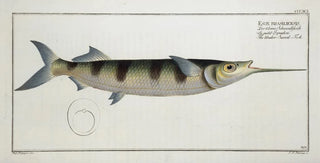 Marcus Elieser Bloch - Esox brasiliensis The UnderSwordFish.webp