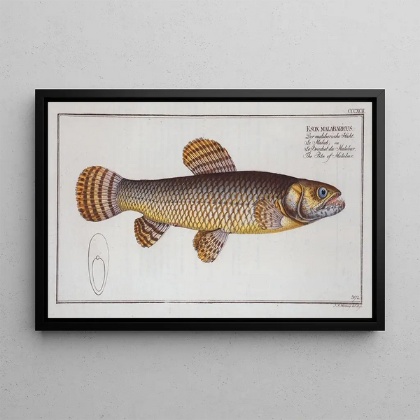 Esox malabaricus Malabarin hauki - Marcus Elieser Bloch — kehystetty taideteos seinällä