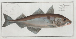 Marcus Elieser Bloch - Gadus Aeglefinus The Hadock.webp
