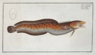 Marcus Elieser Bloch - Gadus tricirratus The Sea Loche.webp