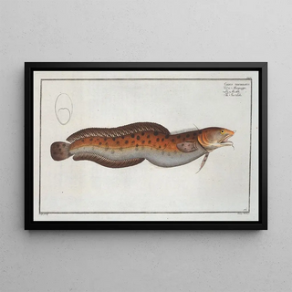 Marcus Elieser Bloch - Gadus tricirratus The Sea Loche.webp