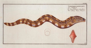 Marcus Elieser Bloch - Gymnothorax reticulatus reticularis The netting BareBreast.webp