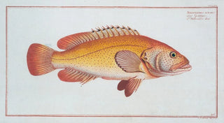 Marcus Elieser Bloch - Holocentrus auratus.webp