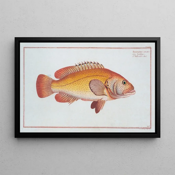 Holocentrus auratus - Marcus Elieser Bloch — kehystetty taideteos seinällä