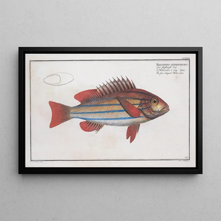Marcus Elieser Bloch - Holocentrus quinquelineatus The fivestriped Holocentre.webp