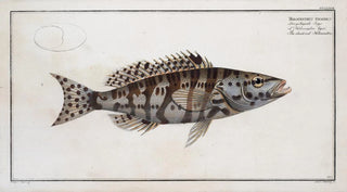 Marcus Elieser Bloch - Holocentrus tigrinus The checkred Holocentre.webp