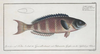 Marcus Elieser Bloch - Labrus lunaris The lunulated Wrasse.webp