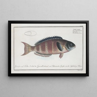 Marcus Elieser Bloch - Labrus lunaris The lunulated Wrasse.webp