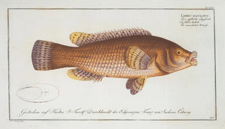 Marcus Elieser Bloch - Labrus maculatus The maculated Wrasse.webp