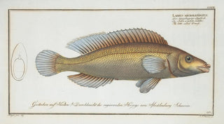 Marcus Elieser Bloch - Labrus microlepidotus The little scaled Wrasse.webp