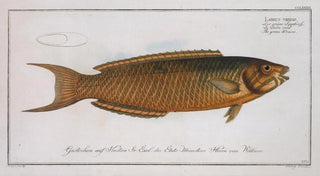 Marcus Elieser Bloch - Labrus viridis The green Wrasse.webp