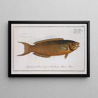 Marcus Elieser Bloch - Labrus viridis The green Wrasse.webp