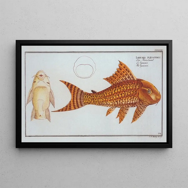 Loricaria plecostomus Le Guacari - Marcus Elieser Bloch — kehystetty taideteos seinällä