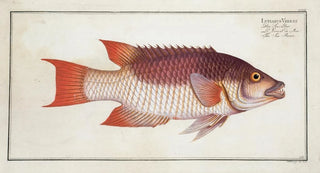 Marcus Elieser Bloch - Lutianus Vrres The Sea Boar.webp