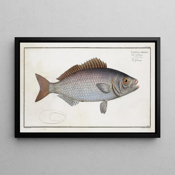 Lutjanus chrysops Le Goldeye - Marcus Elieser Bloch — kehystetty taideteos seinällä