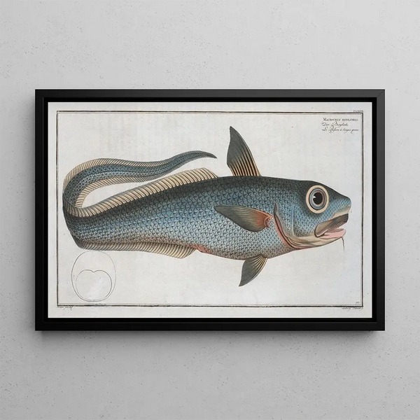 Marcus Elieser Bloch - Macrourus rupestris.webp
