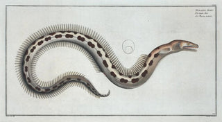 Marcus Elieser Bloch - Muraena Ophis.webp