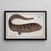 Notacanthus Nasus -, Notacanth - Marcus Elieser Bloch — kehystetty taideteos seinällä