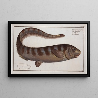 Marcus Elieser Bloch - Notacanthus Nasus The Notacanth.webp