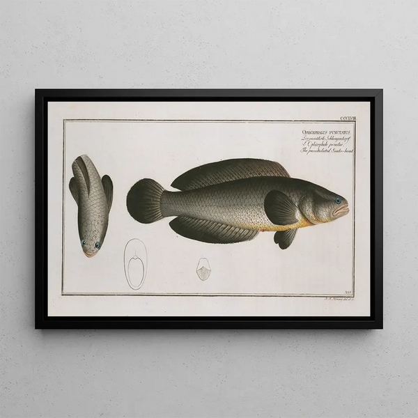 Marcus Elieser Blochin Ophicephalus punctatus Le Snakehead Ponckué - Reproduktsioon — kehystetty taideteos seinällä