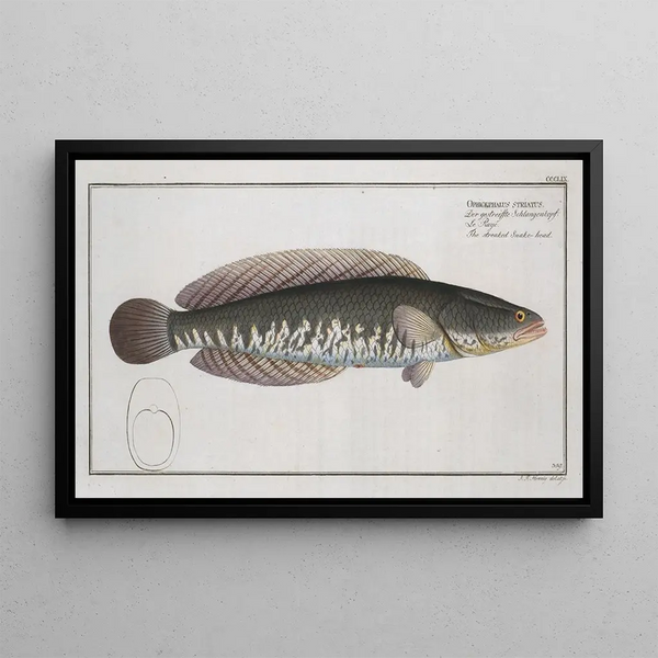 Ophicephalus striatus Le snakehead strié - Marcus Elieser Bloch — kehystetty taideteos seinällä