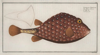 Marcus Elieser Bloch - Ostracion Triqueter The Trunckfish.webp