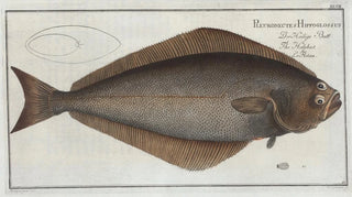 Marcus Elieser Bloch - Pleuronectes Hippoglossus The Holybut.webp