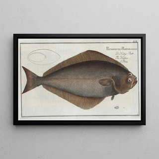 Marcus Elieser Bloch - Pleuronectes Hippoglossus The Holybut.webp